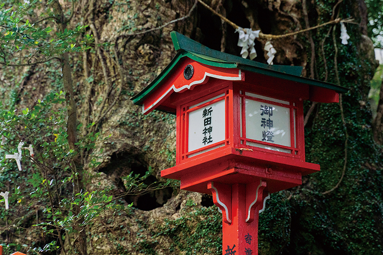 冬の開運旅 特集 薩摩川内編】薩摩国一の宮で開運祈願&注目スポットを